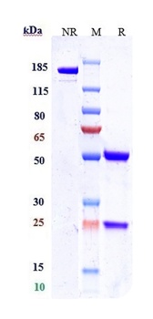 Anti-Nectin-4 Reference Antibody (enfortumab vedotin-ejfv)