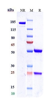 Anti-Nectin-4 Reference Antibody