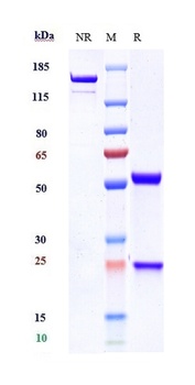 Anti-ERBB2 / HER2 / CD340 Reference Antibody