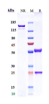 Anti-CLDN6 Reference Antibody (DS-9606a)
