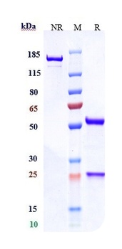 Anti-CDH17 / Cadherin-17 Reference Antibody (10C12)