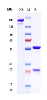 Anti-TSLP Reference Antibody (tezepelumab)