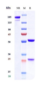 Anti-TSLP Reference Antibody