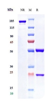 Anti-IFNAR1 Reference Antibody