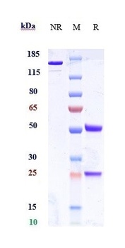Anti-CEACAM5 / CEA / CD66e Reference Antibody