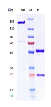 Anti-CSF1R / M-CSFR / CD115 Reference Antibody