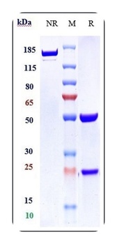 Anti-VEGFR2 / KDR / CD309 Reference Antibody (vulinacimab)