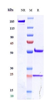 Anti-VEGFR2 / KDR / CD309 Reference Antibody (alacizumAb)