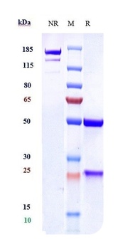 Anti-VEGFC Reference Antibody (VGX100)