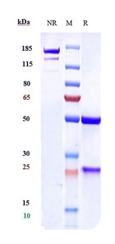 Anti-VEGFC Reference Antibody