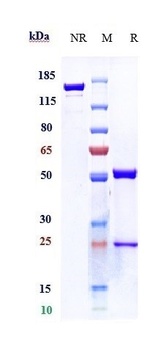 Anti-TSLP Reference Antibody