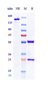 Anti-TIGIT Reference Antibody (vibostolimab)
