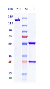 Anti-TIGIT Reference Antibody