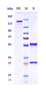 Anti-STEAP1 Reference Antibody (vandortuzumAb)
