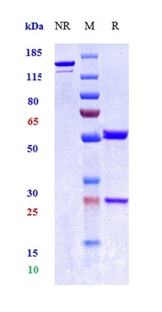 Anti-TNFSF2 / TNFa Reference Antibody (hMAK195)