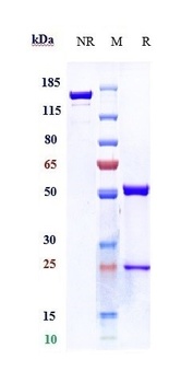 Anti-TNFSF13B / BAFF / CD257 Reference Antibody