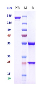 Anti-TNFSF13 / APRIL / CD256 Reference Antibody (sibeprenlimab)