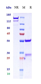 Anti-GAD65 Reference Antibody