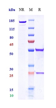 Anti-DCSTAMP Reference Antibody