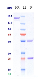 Anti-TNFRSF5 / CD40 Reference Antibody (iscalimab)