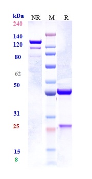 Anti-IL-33 Reference Antibody (tozorakimab)