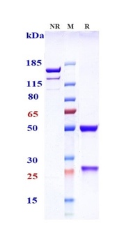Anti-TNFRSF10B / TRAILR2 / CD262 Reference Antibody