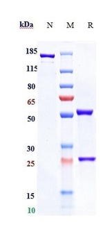 Anti-TNFRSF10B / TRAILR2 / CD262 Reference Antibody (benufutamab)