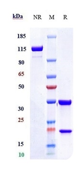 Anti-Tau Reference Antibody (tilavonemab)