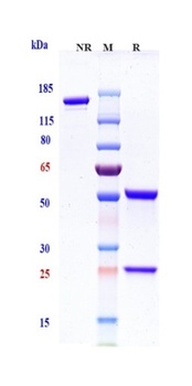 Anti-TIGIT Reference Antibody