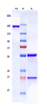 Anti-Sphingosine-1-phosphate Reference Antibody (sonepcizumab)
