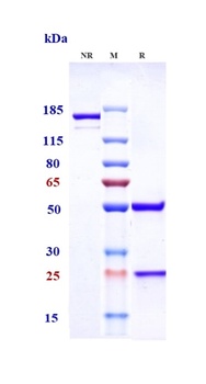 Anti-SLC34A2 Reference Antibody