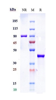 Anti-SLC2A8 Reference Antibody