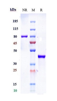 Anti-SLC2A8 Reference Antibody (VB1-050)