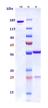 Anti-SLAMF7 / CS1 Reference Antibody (PDL241)