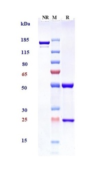 Anti-Siglec-2 / CD22 Reference Antibody (pinatuzumab)