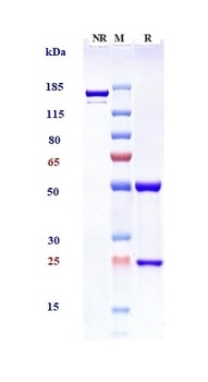 Anti-Siglec-2 / CD22 Reference Antibody