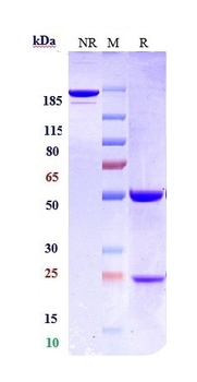Anti-Siglec-2 / CD22 Reference Antibody