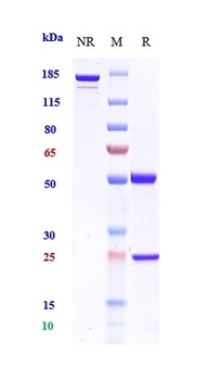 Anti-BST2 / CD317 Reference Antibody