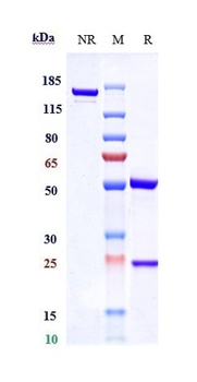 Anti-RAMP3 Reference Antibody
