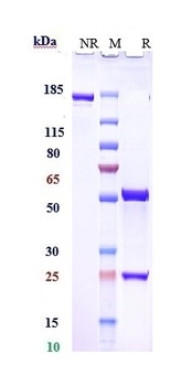 Anti-RHD / CD240d Reference Antibody
