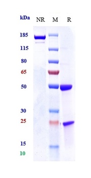 Anti-PRLR / Prolactin Receptor Reference Antibody (BAY 1158061)