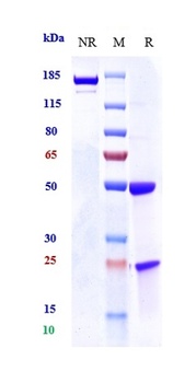 Anti-PRLR / Prolactin Receptor Reference Antibody