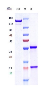 Anti-CYR61 / CCN1 Reference Antibody