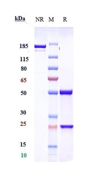 Anti-Phosphatidylserine Reference Antibody (bavituximab)