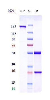 Anti-Phosphatidylserine Reference Antibody