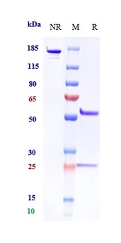 Anti-PAR2 Reference Antibody