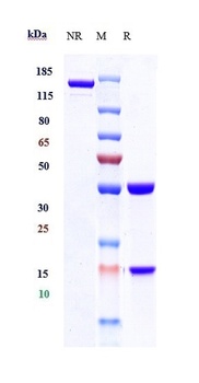 Anti-PDCD1 / PD-1 / CD279 Reference Antibody (cetrelimab)
