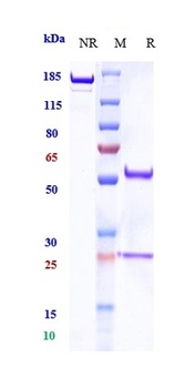 Anti-PDCD1 / PD-1 / CD279 Reference Antibody (balstilimab)