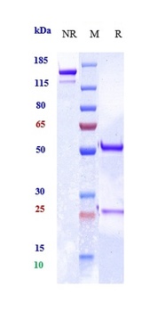 Anti-MRC2 / CD280 Reference Antibody