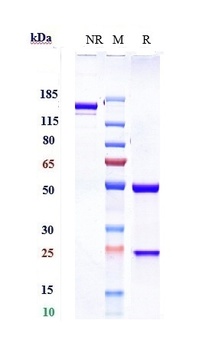 Anti-PAR2 Reference Antibody